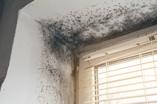 Affordable Commercial Mold Remediation solutions in Mayer, AZ